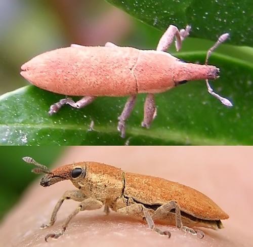 Réf. 352 028 : Lixus sp.